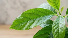 Meine selbstgezüchtete Avocado: Erfahrungen beim Anbau und Pflegetipps